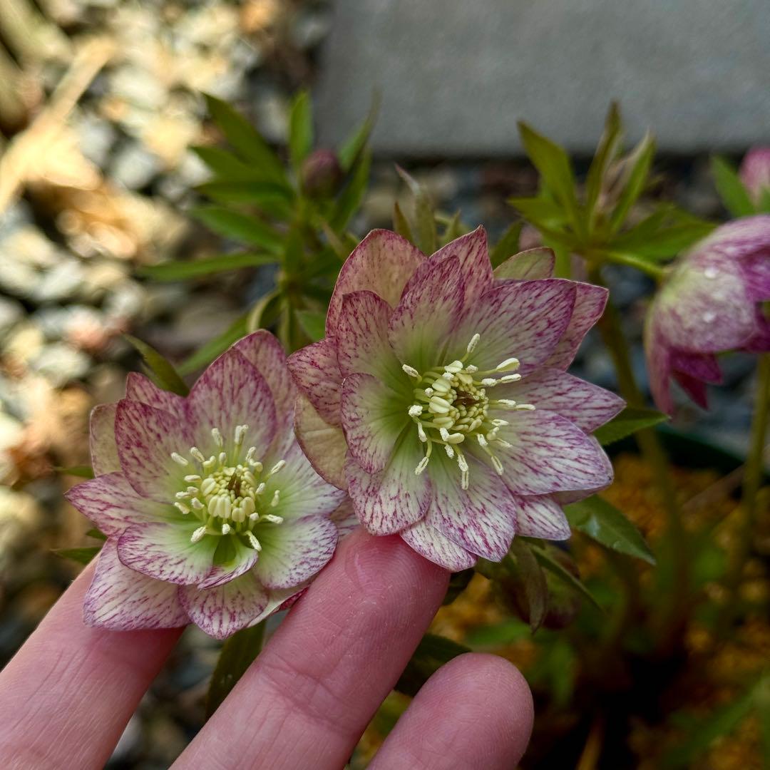 クリスマスローズ/横山園芸プチドール - メルカリ