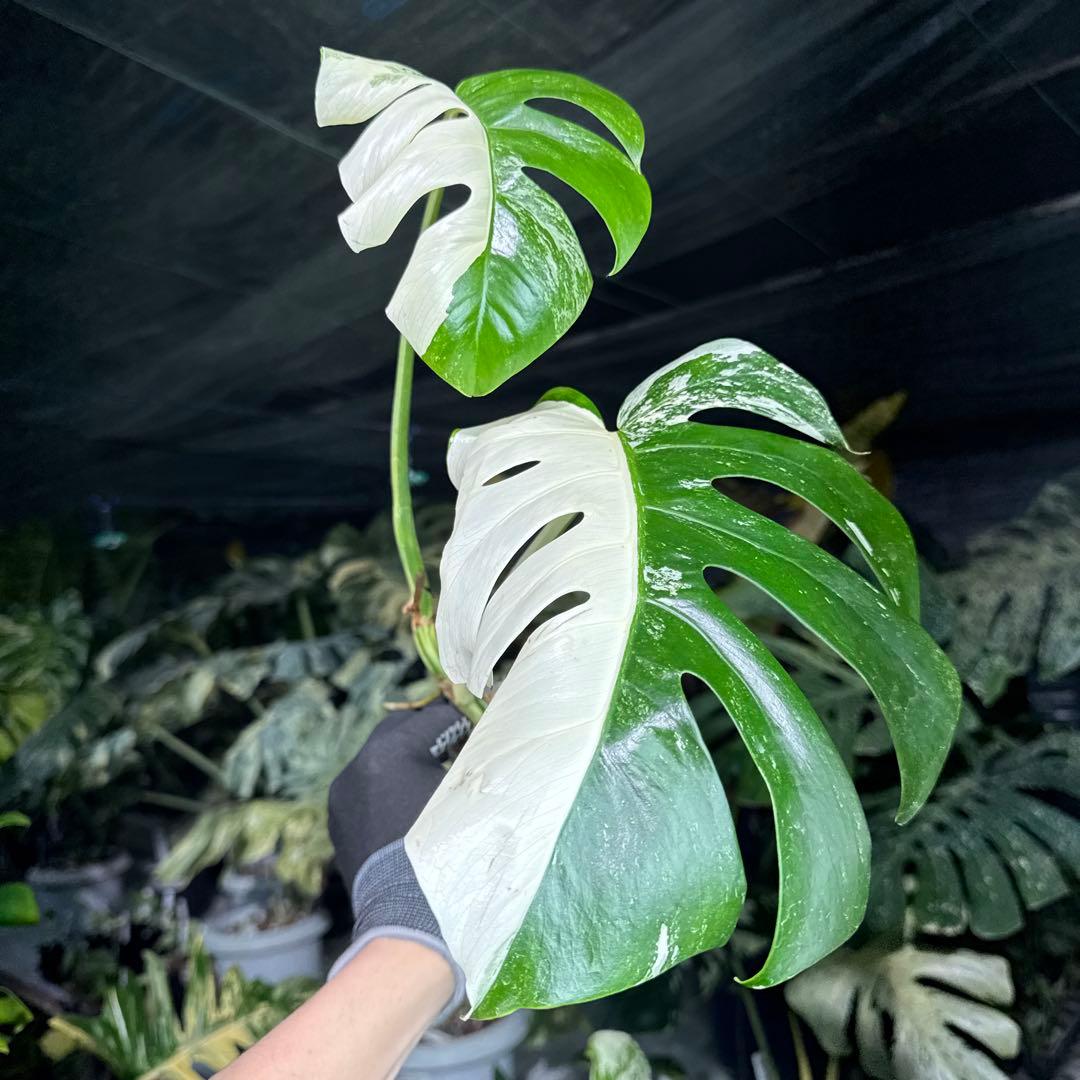 XQ2 モンステラ ボルギシアナ アルボ ホワイトタイガー白斑 健康カット