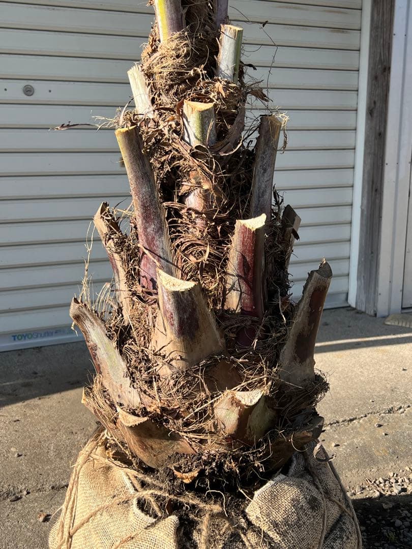 ココスヤシ H2.5m 極上極太シルバーリーフ カルフォルニアスタイル