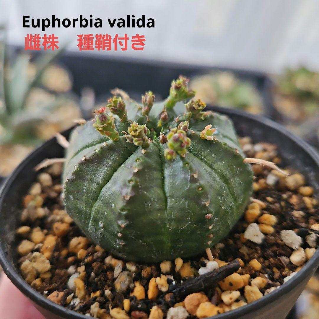 ユーフォルビアバリダ 雌株 種鞘付き 【鉢ごと 速達付き】 - メルカリ