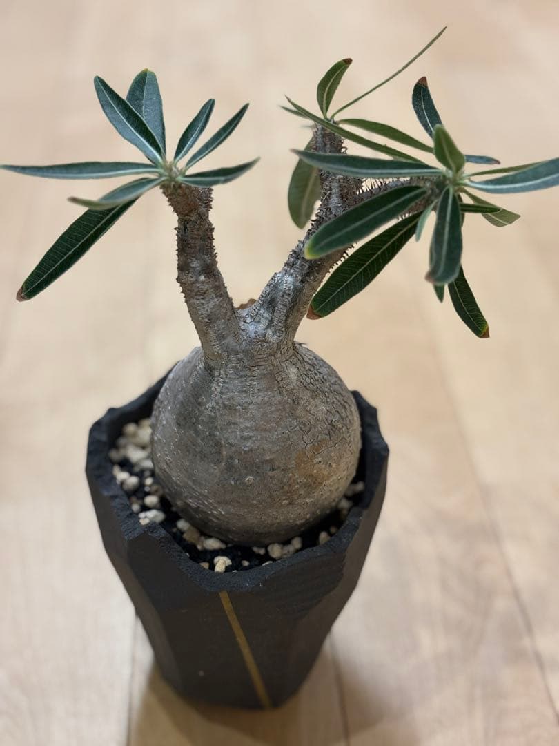 11月14日現在　パキポディウム　グラキリス　現地株 発根済】【現地球】パキポディウム グラキリス | BRIDGE GARDEN