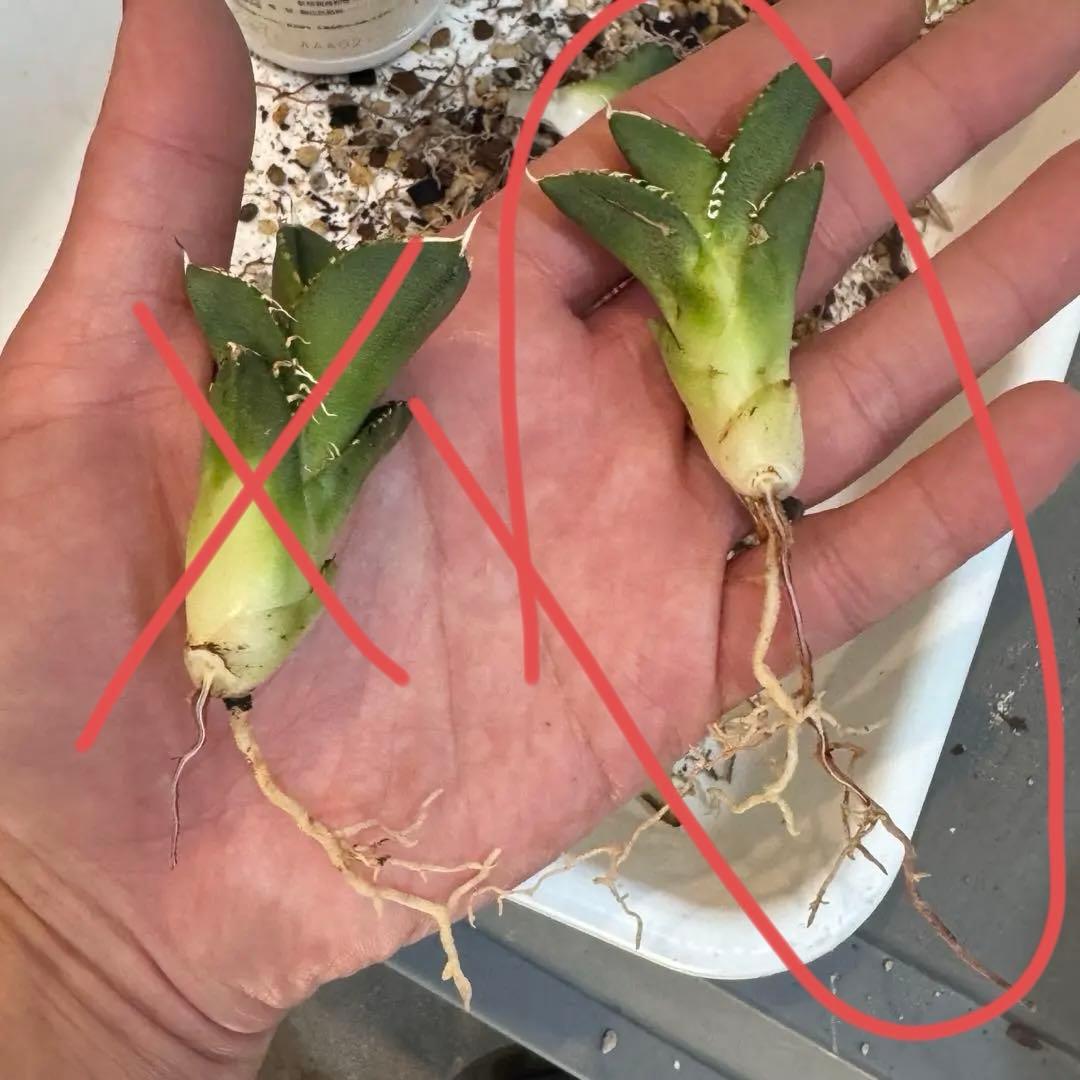 大白鯊 lize血統 子株 ② アガベ ホホジロザメ 検）cj special - メルカリ