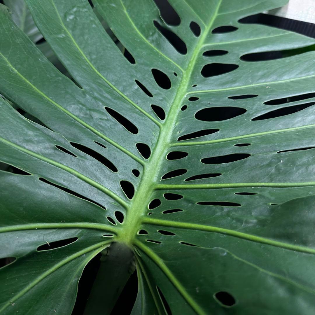 Remn様専用モンステラデリシオーサマクロコズム超希少系統鉢植え102