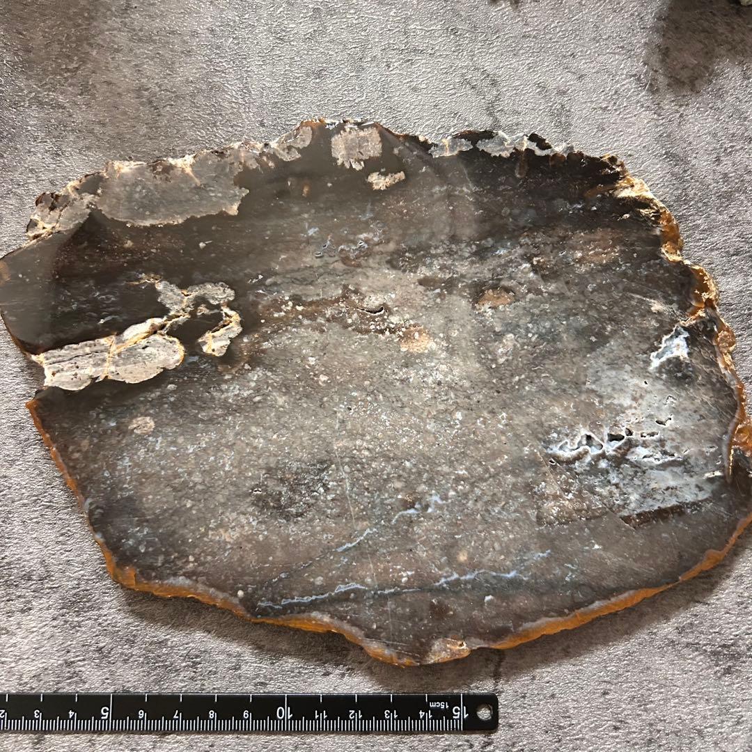 ⭐︎天然石　珪化木　スライス 珪化木スライス ペトリファイドウッド 木の化石｜マライカ公式通販