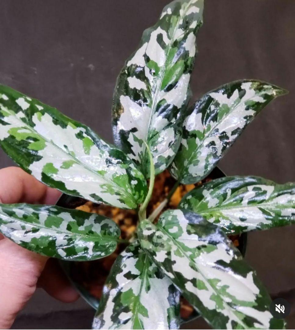 【Weed】Aglaonema pictum Aglaonema pictum 'Bicolor' - Chinese Evergreen (4.5