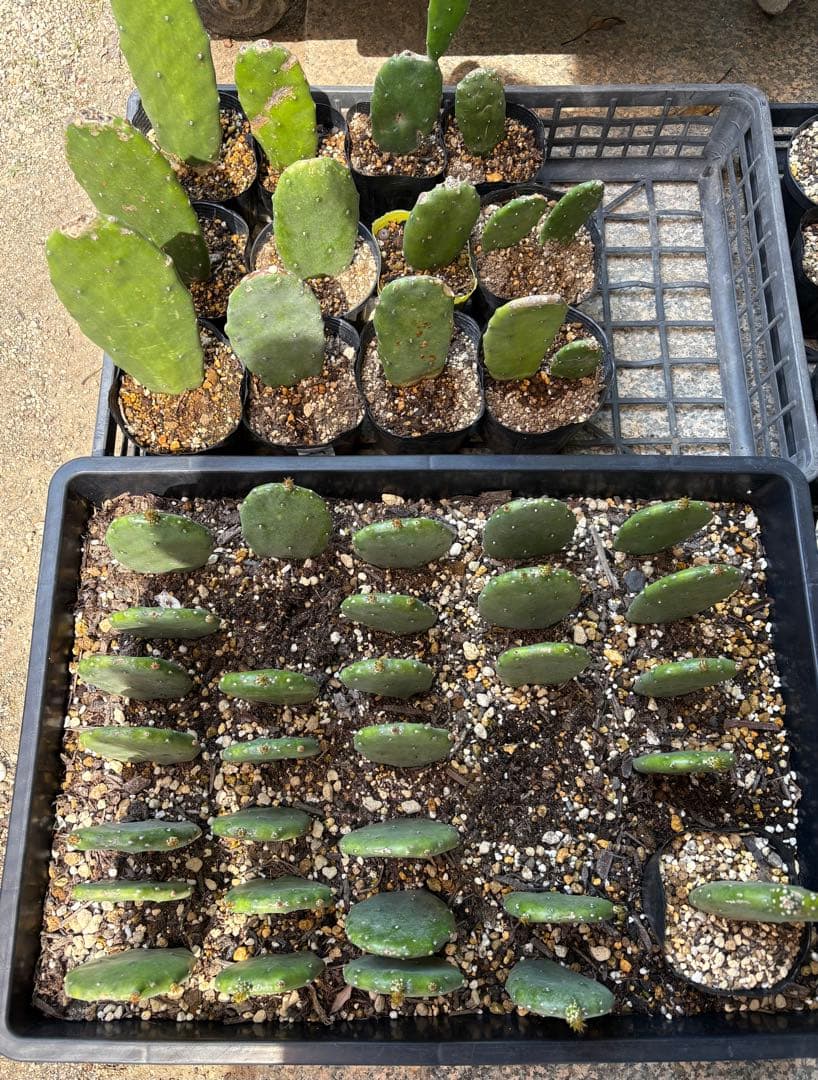 専用　うちわサボテン　ノパル　食用サボテン うちわサボテン ノパル 食用サボテン - メルカリ