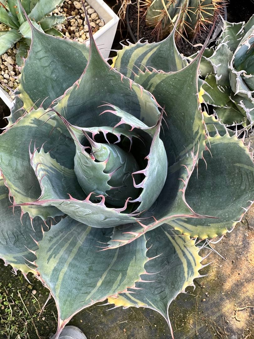 メ*5様 アガベ　ファイヤーボール　パラサナ　錦　中株 アガベ パラサナ錦 ファイヤーボール 頼光錦 うねり棘 | 4S'easons.