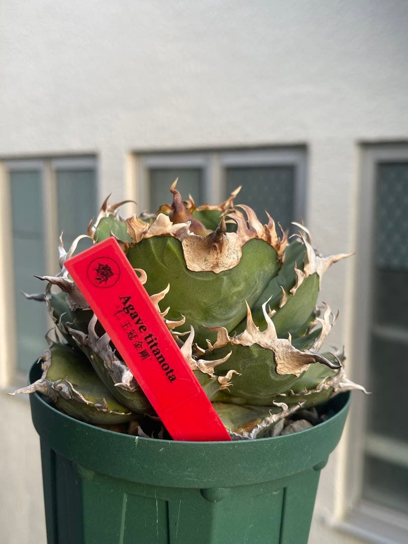 アガベ チタノタ 金剛 - メルカリ