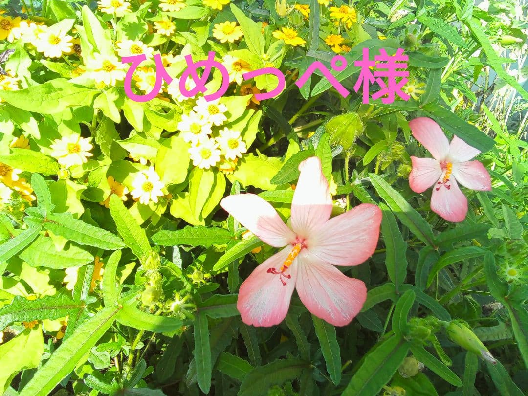 ひめっぺページ Clear Jams at Door A and Door B