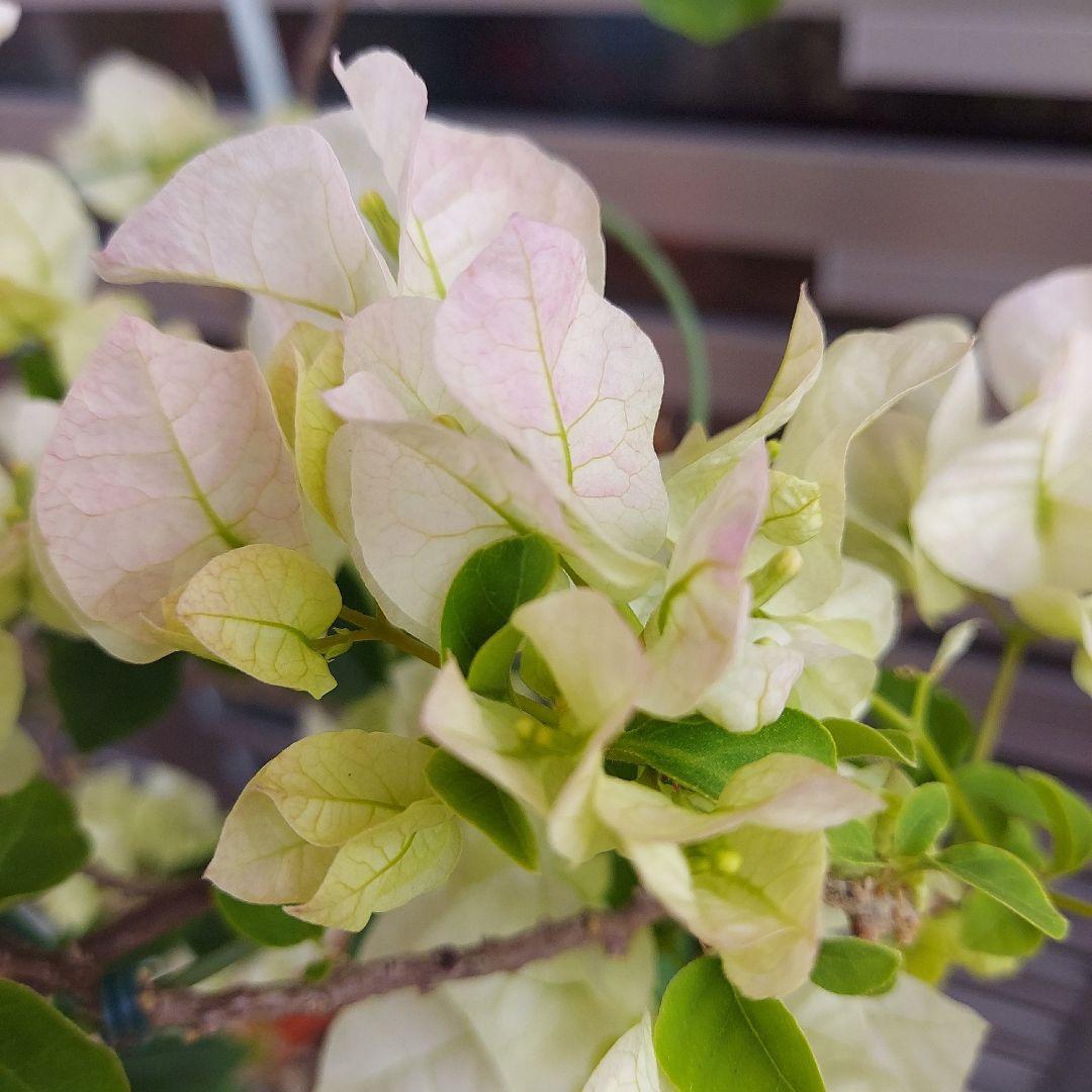 ブーゲンビリア No.120 らくらくメルカリ便発送‼️ - メルカリ