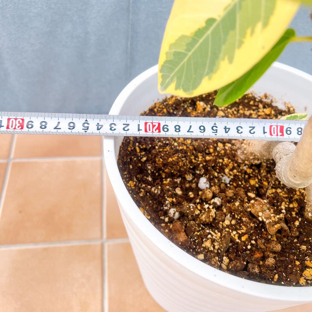 現品 フィカス ゴムの木 アルテシマ 曲がり 5番 特大 インテリア