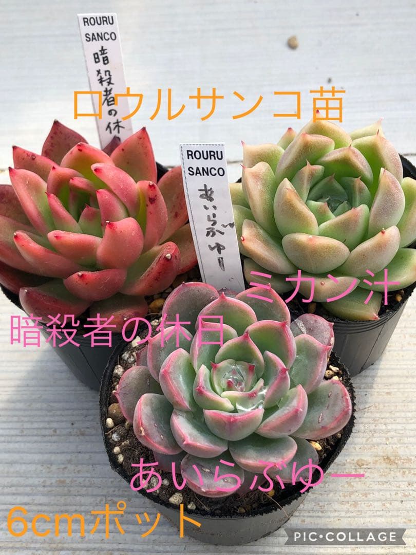 多肉植物 ロウルサンコ苗♡抜き苗セット - メルカリ