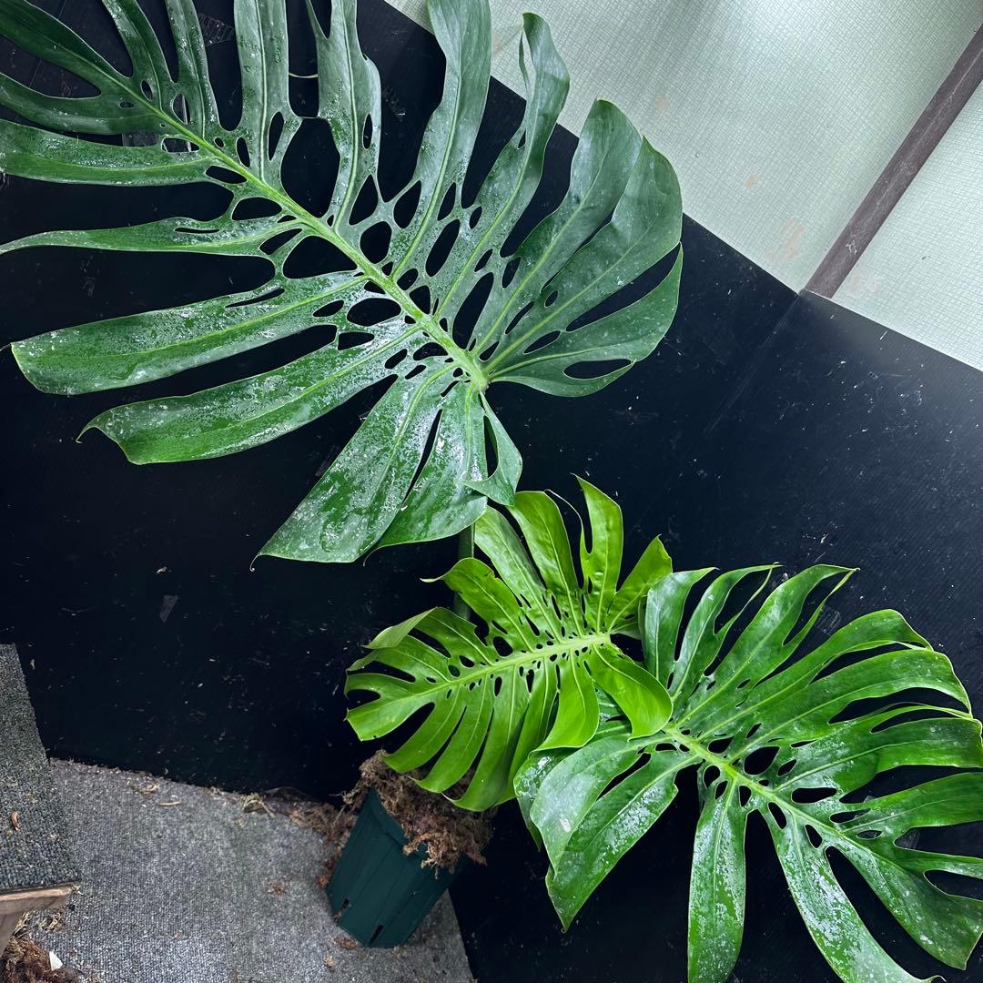 モンステラデリシオーサマクロコズム大型葉希少系統鉢植え高さ70㎝超大株 モンステラデリシオーサマクロコズム超希少系統鉢植え77㎝ - メルカリ