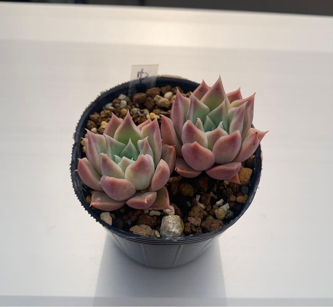 中里リンゼアナxラパス 多肉植物 - メルカリ