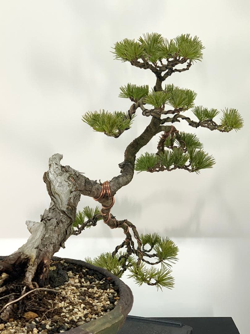 優美な枝振りの半懸崖五葉松　竜岳南蛮鉢（検索/文人　赤松　真柏　サバ幹　盆栽）