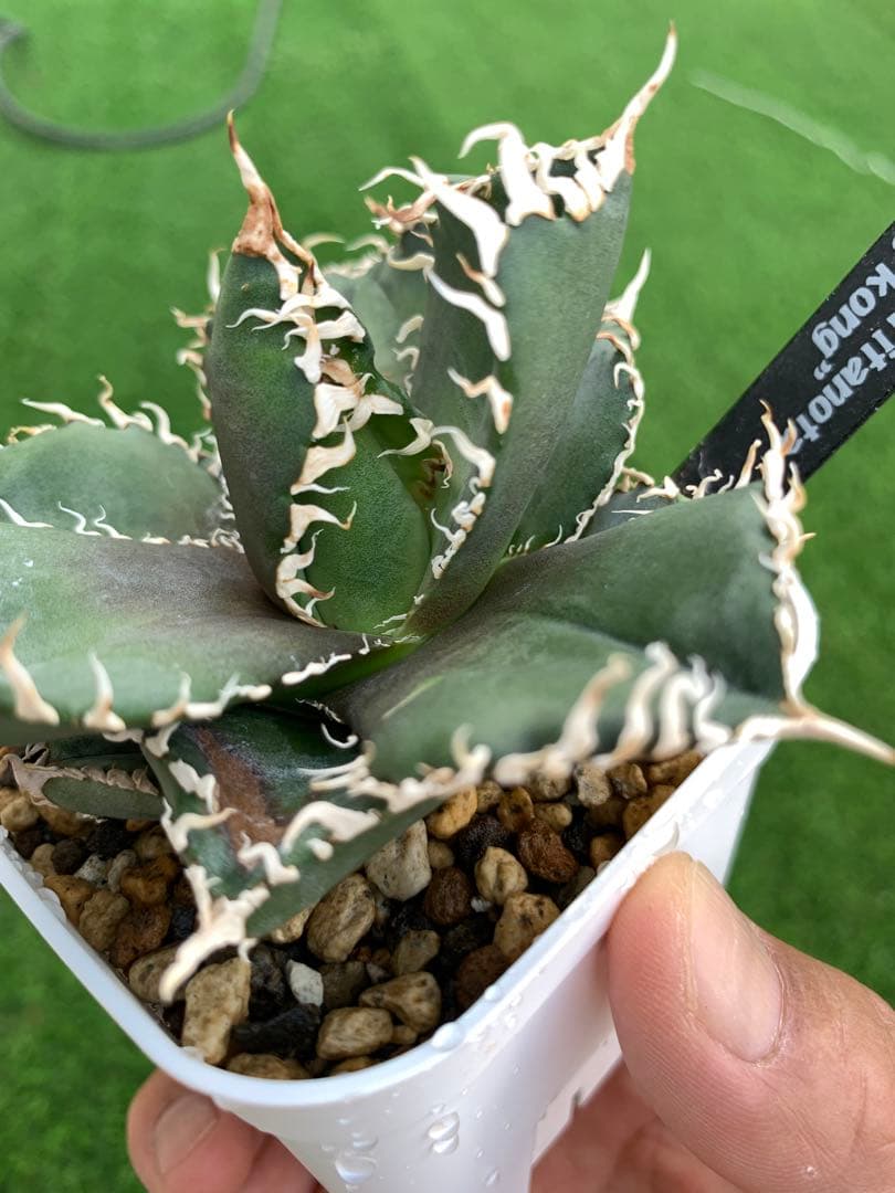 特選】アガベ☆チタノタ☆金剛☆キングコング☆超強棘☆極上☆抜き苗