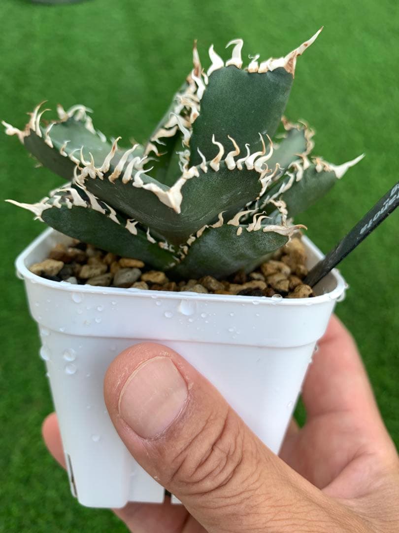 特選】アガベ☆チタノタ☆金剛☆キングコング☆超強棘☆極上☆抜き苗