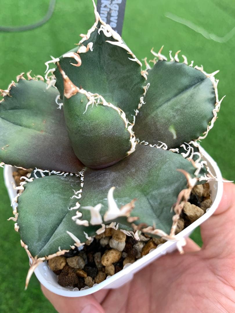 特選】アガベ☆チタノタ☆金剛☆キングコング☆超強棘☆極上☆抜き苗