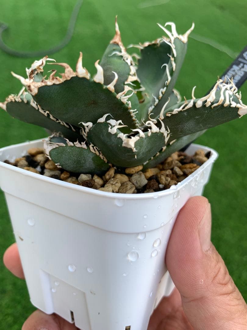 特選】アガベ☆チタノタ☆金剛☆キングコング☆超強棘☆極上☆抜き苗