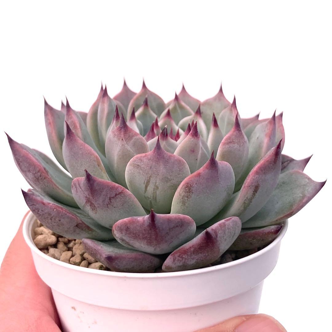 K*s様 【極上苗】青札 リンゼアナ×そわそわ 多肉植物 おらいさん 自家