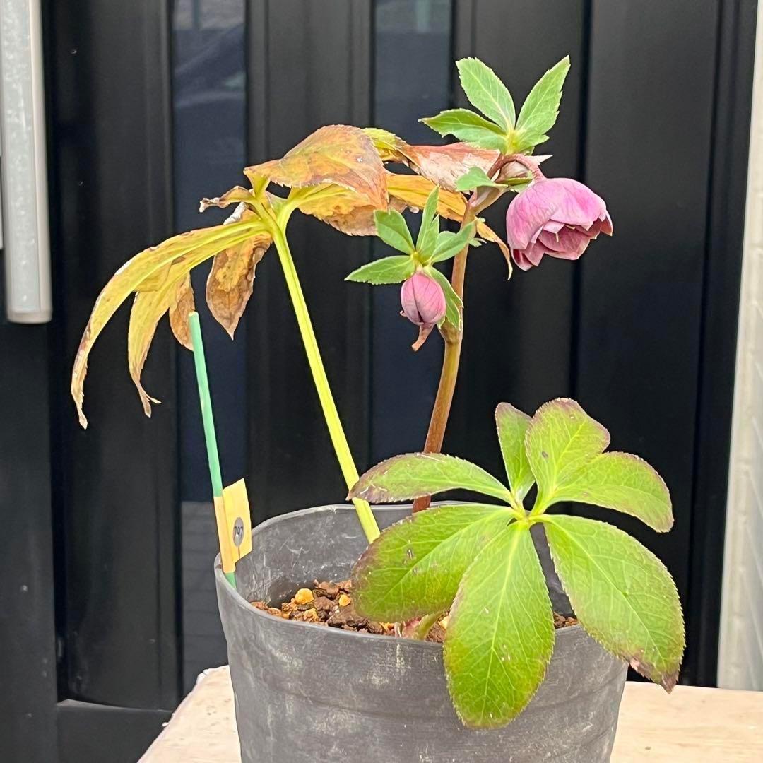 ヒ*イ様 ☘️ 唯一無二❤️開花株❤️根充実❤️⭐️超⭐️沢山新芽❤️797超希