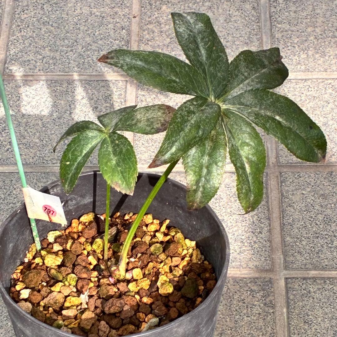 ヒ*イ様 ☘️ 唯一無二❤️開花株❤️根充実❤️⭐️超⭐️沢山新芽❤️797超希