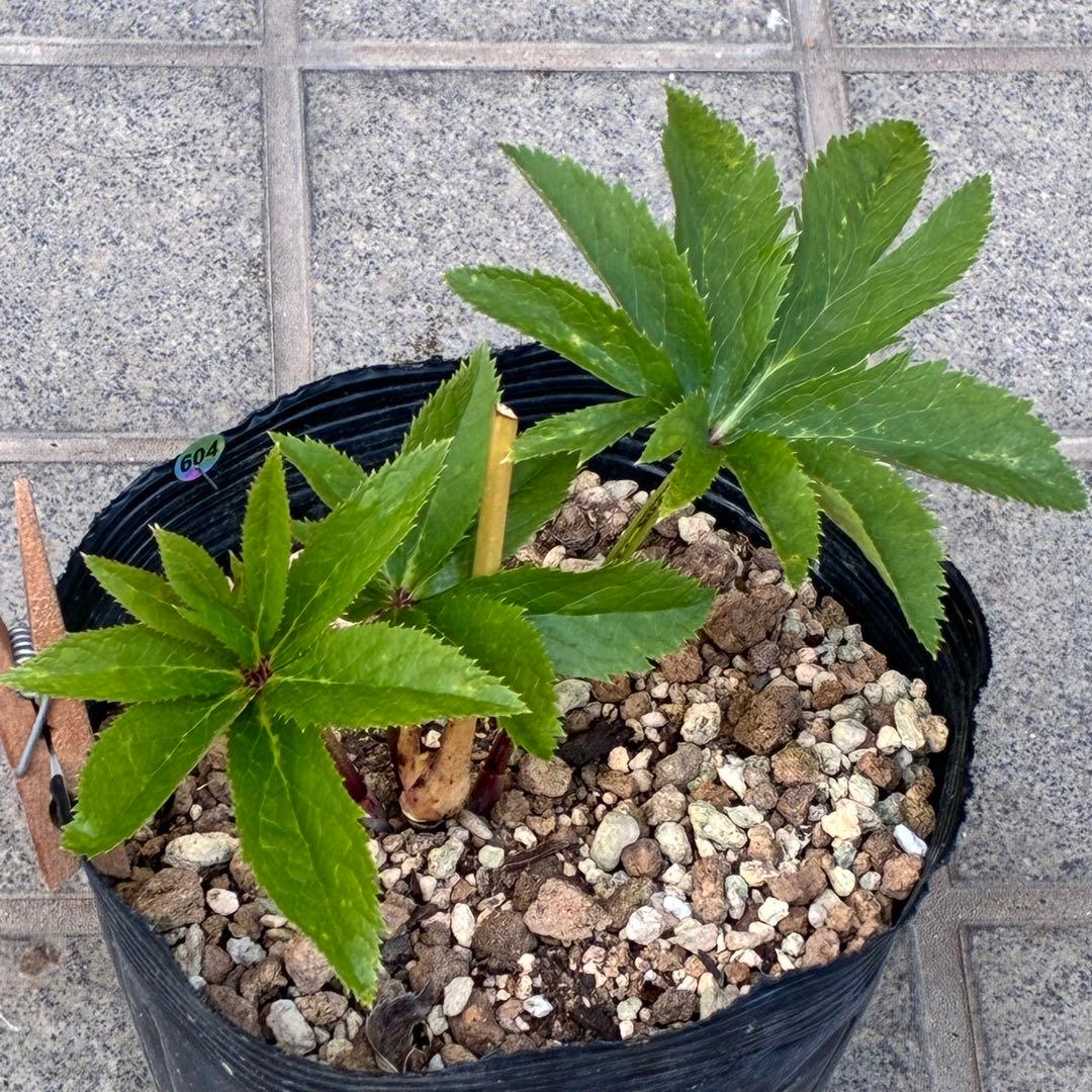 ま*️様 ❤️根充実❤️沢山新芽元気株❤️604⭐️超レア極上発色⭐️乳白色 【