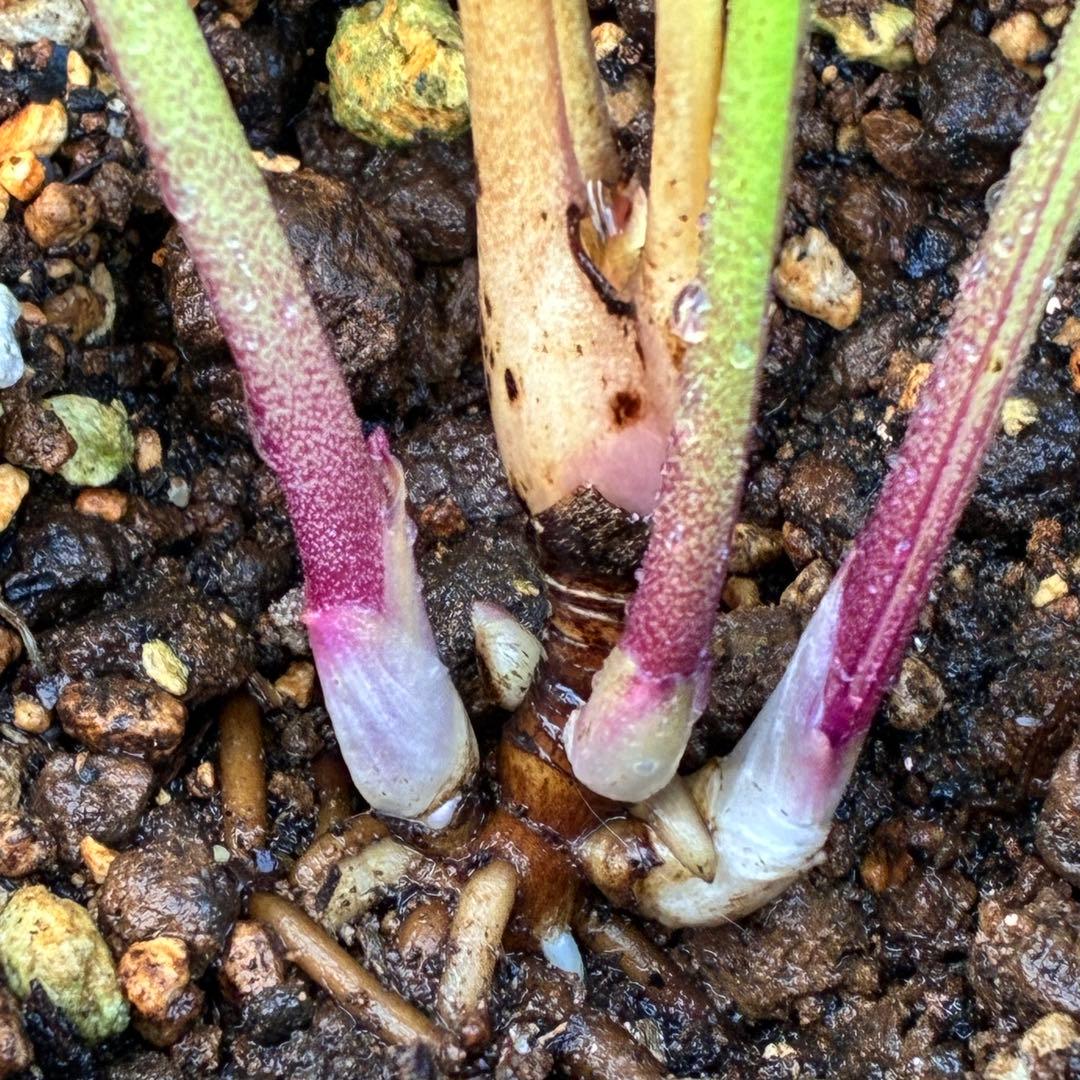 ま*️様 ❤️根充実❤️沢山新芽元気株❤️604⭐️超レア極上発色⭐️乳白色 【