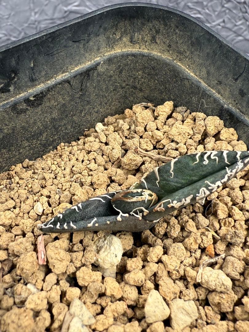 アガベ チタノタ 「悪魔くん」BAKEMON 子株 - メルカリ