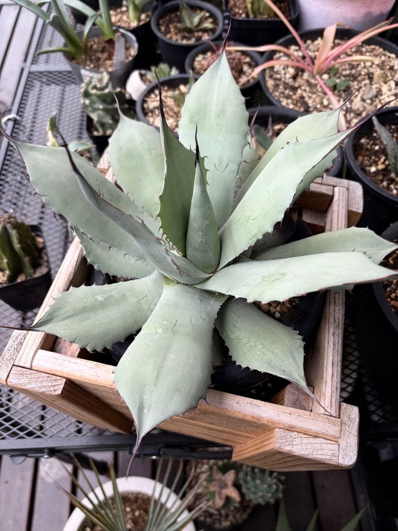 耐寒性アガベ パリートランカータ◇ドライガーデン多肉サボテン吉祥天