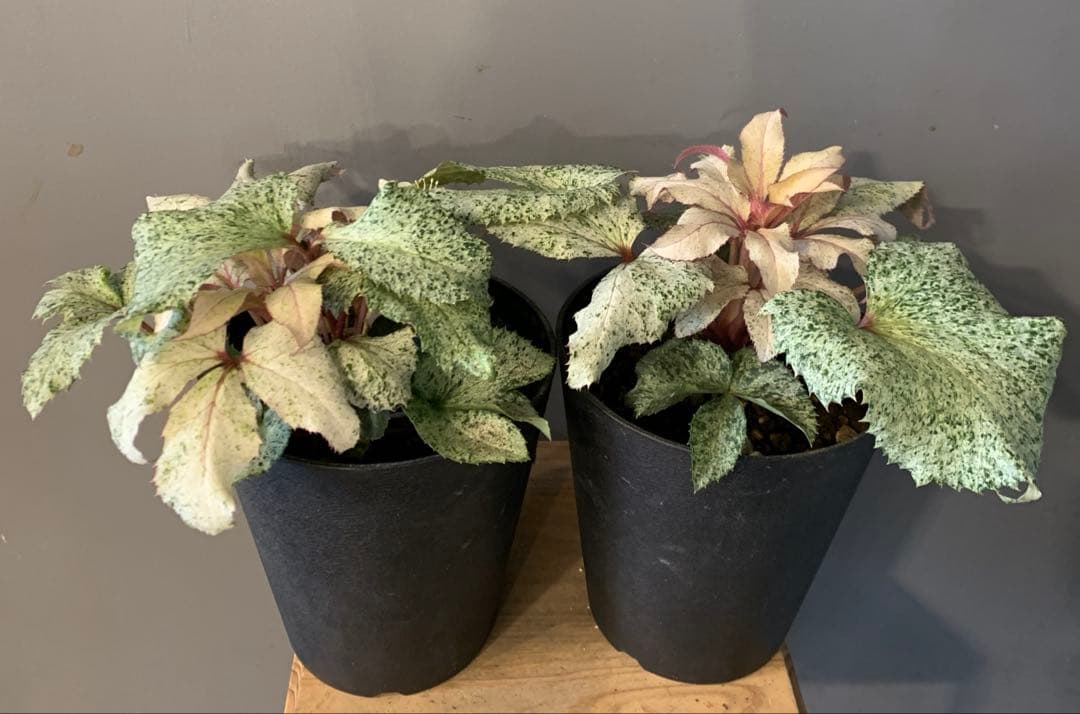 クリスマスローズ スノーフィーバー 2個セット クリスマスローズ『スノーフィーバー』斑入り 5号／粉雪のような明るい