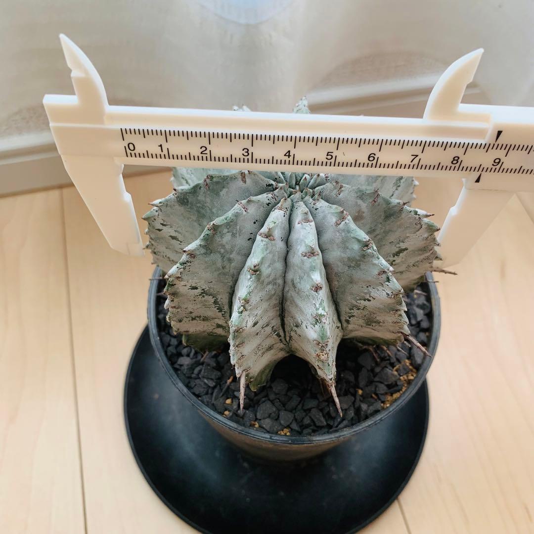 巨大株 胴太白衣ホリダ 8.5cm 3.5寸 ♯ 美形美白 ユーフォルビア