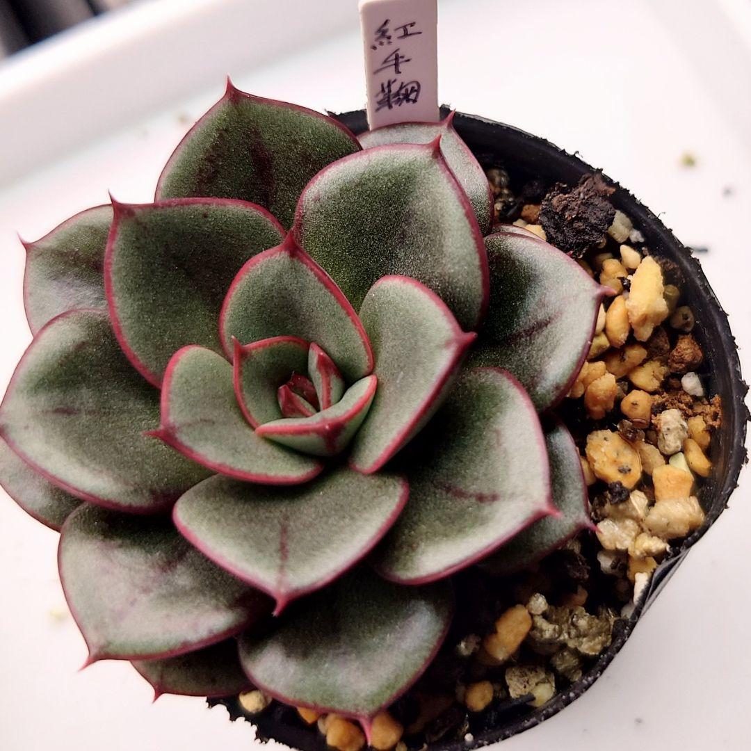 紅手鞠 抜き苗 おらいさん苗 ミックスベリア 多肉植物 - メルカリ