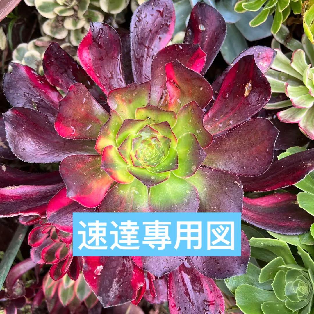 多肉植物。アエオニウム Voodoo紅魔女法師七彩錦抜き苗 - メルカリ
