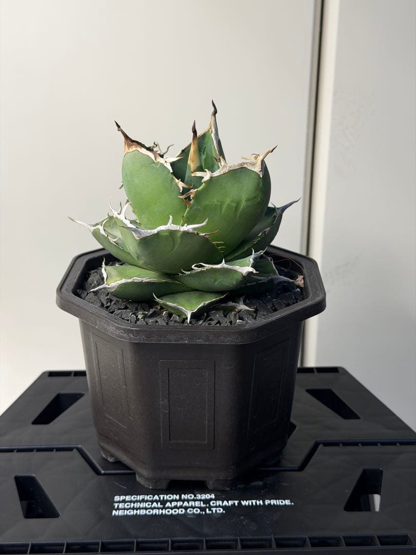 ［親株出品］アガベ　秋月 アガベ SAD EC1366 – TaiShoDo ONLINE SHOP