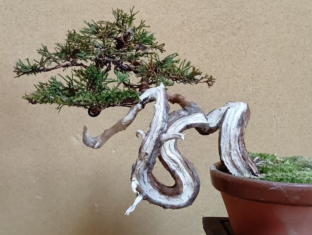 糸魚川真柏‼️値下げ‼️ 値引き、逸品！糸魚川真柏、20年以上経過！ - メルカリ