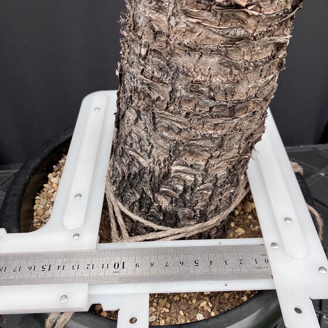 ユッカ フィリフェラ　メキシコ産　発根済