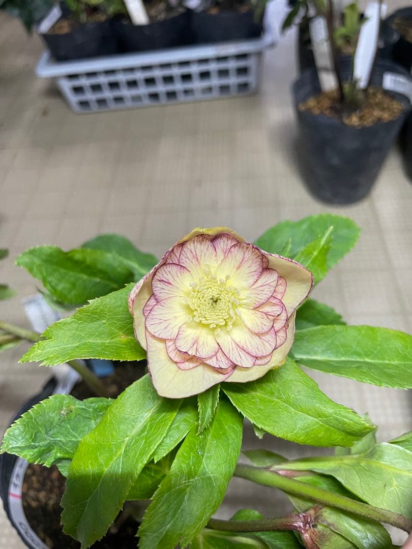 加藤農園 イエロープリマヴェーラ クリスマスローズ 加藤農園さんのクリスマスローズ🕊️ やわらかく優しい雰囲気の子を