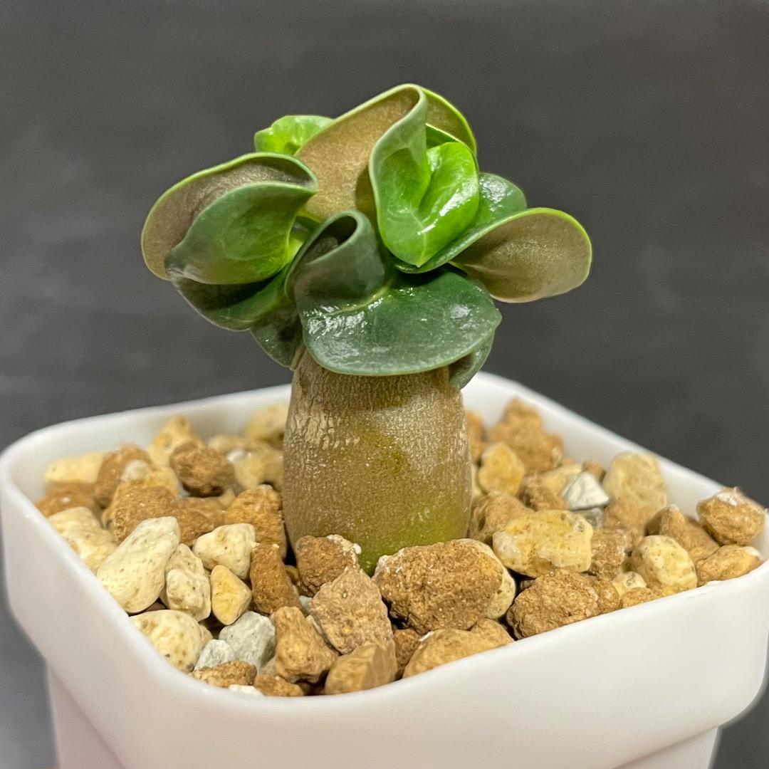 実生ドーセットホーン(獅子葉)アデニウム シラファンラン04 DHA SPL