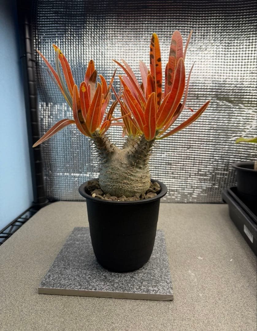 パキポディウムグラキリス6　実生6年目 パキポディウム グラキリス 実生 | hanayoshi-botanical