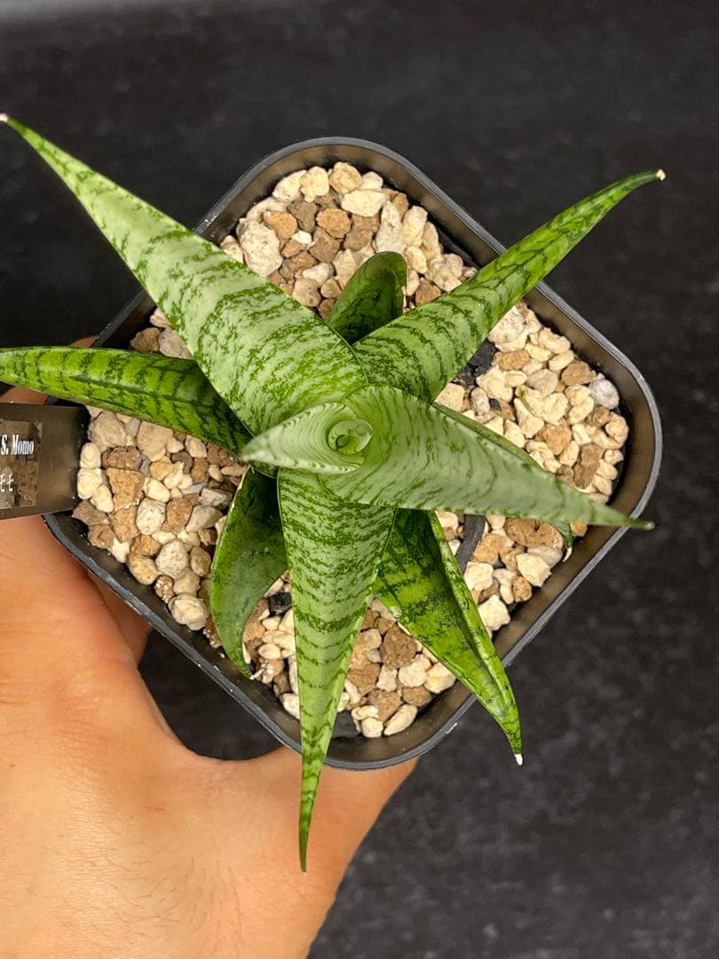 EMP サンセベリア Momo モモ / SA346 サンセベリア モモ 「Sansevieria