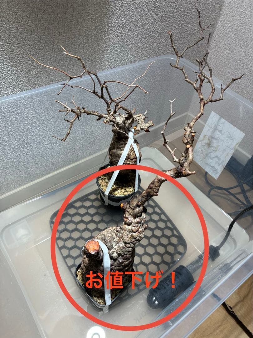 2026年2月28日輸入分 新鮮株⑥】オペルクリカリア パキプス ベアルート