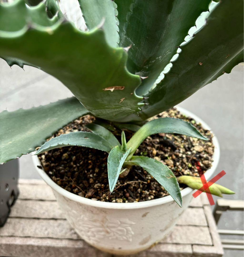 Agave アガベ サルミアナ フェロックス ローガンカルホーン カキコ1点