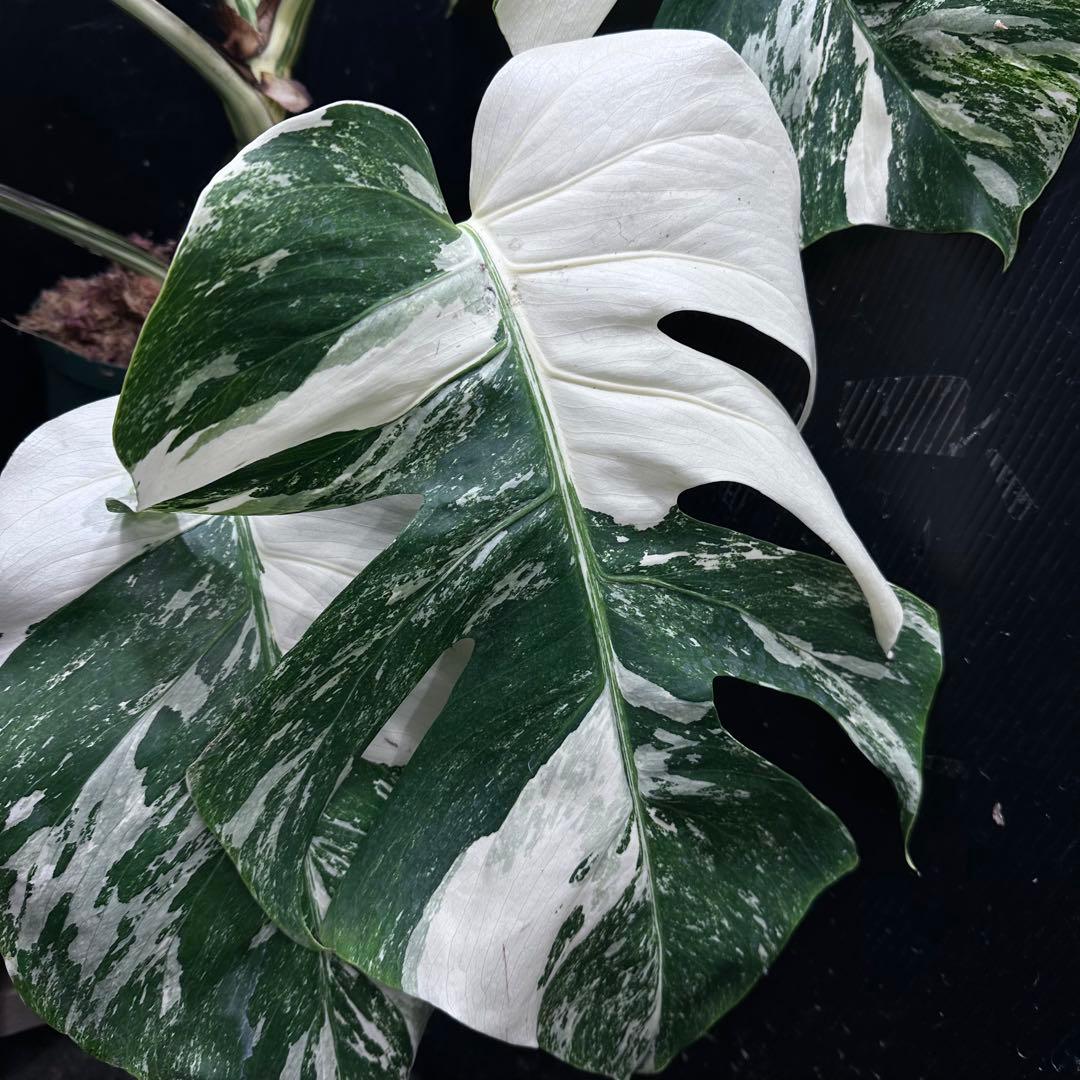 斑入りモンステラ ホワイトタイガー極美大株67cm白斑多 - メルカリ
