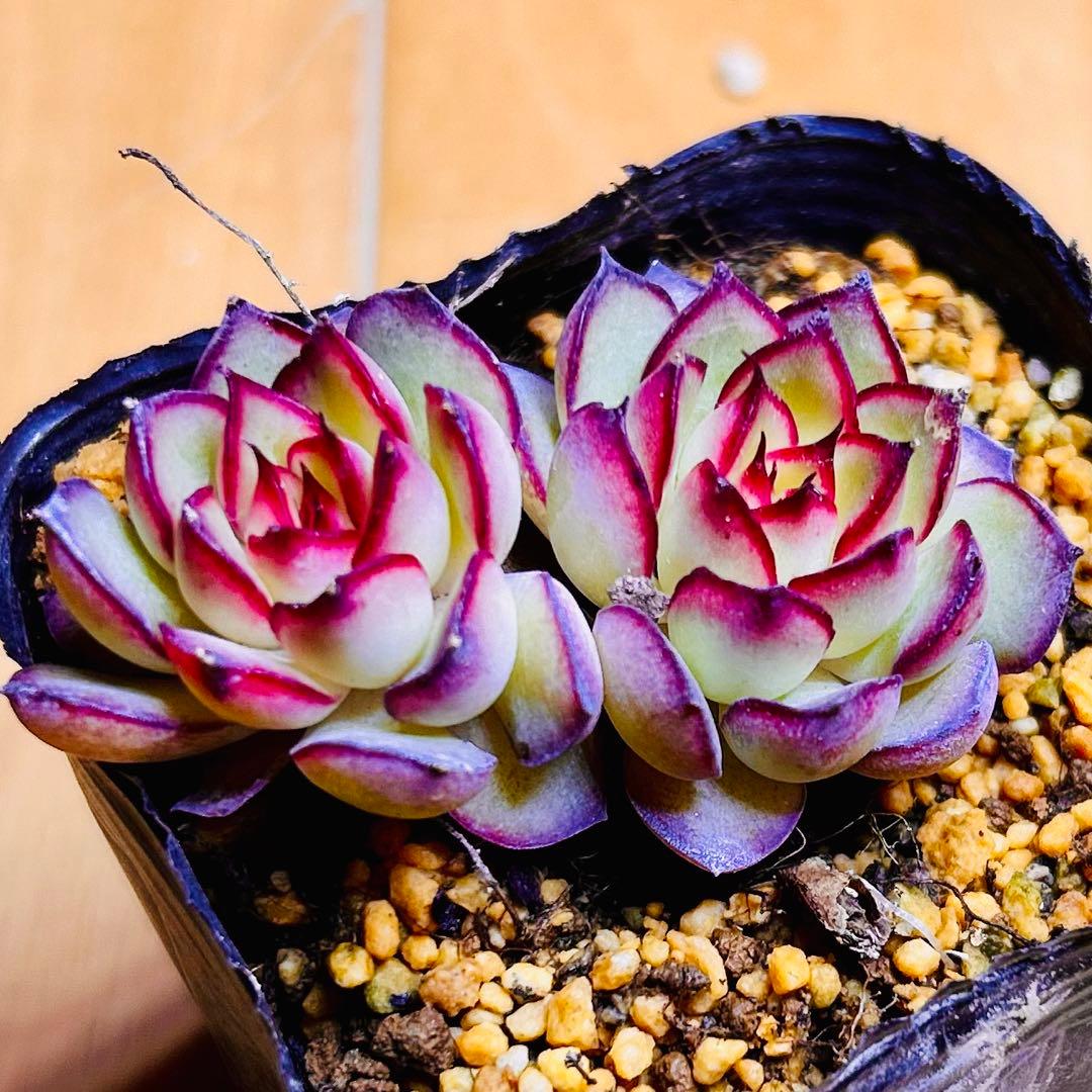 多肉植物⭐️ファイヤーフライ⭐️韓国苗育成 抜き苗 e35 - メルカリ