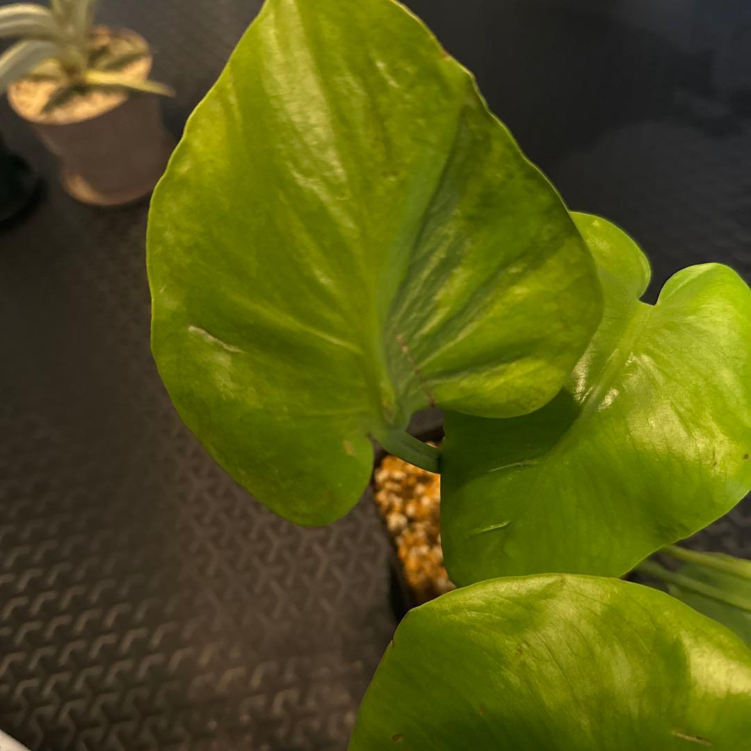 モンステラ　デリシオーサ　ミューテーション　奇形　グリーンオン？ 初出品【セレクト】モンステラ デリシオーサ 'グリーンオングリーン