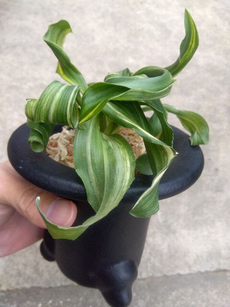 pao.様専用 万年青 おもと 獅子 縞斑 4号陶器鉢つき 3株群生❗ ら