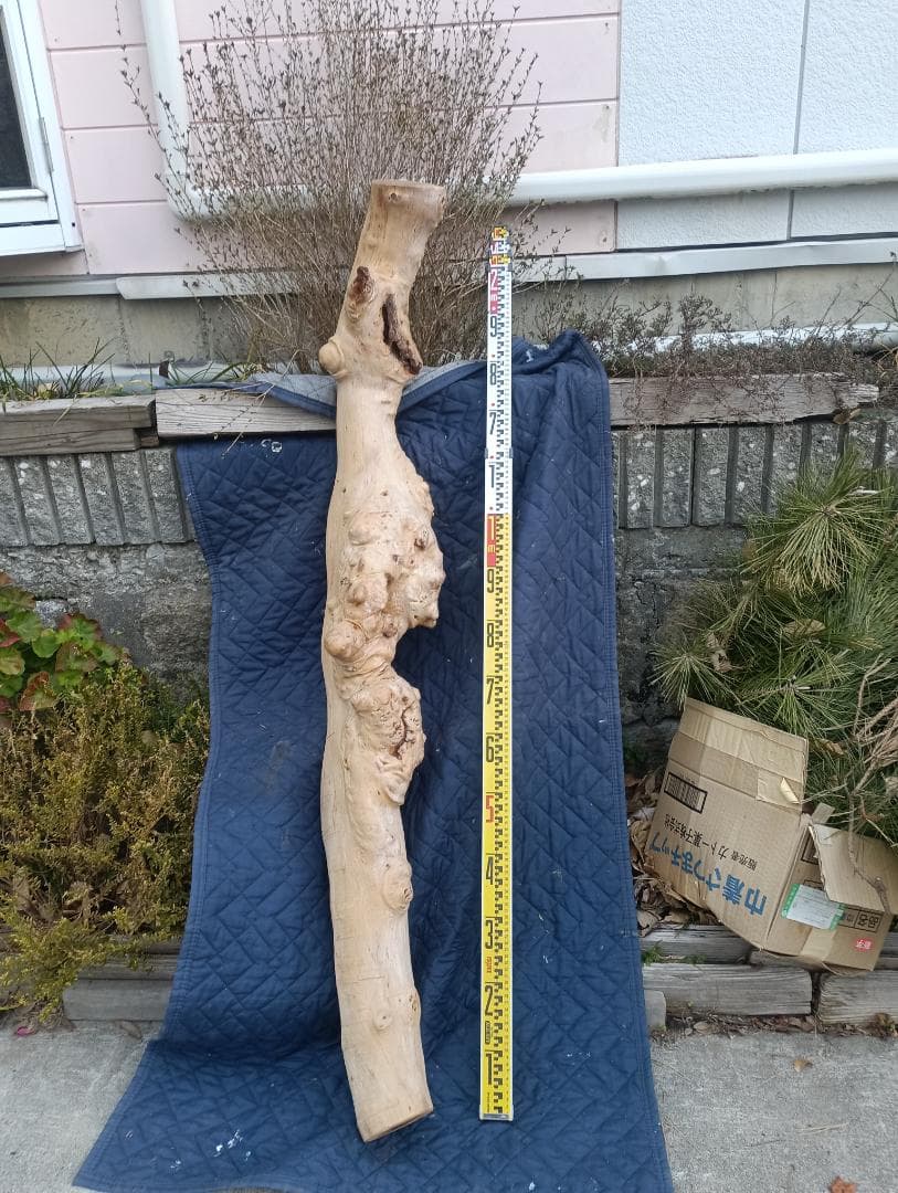 天然木　変木　カイズカイブキ　　無垢材　銘木　です。 三重県産カイヅカイブキ(貝塚伊吹)｜木工木製クラフト素材をお探しの方