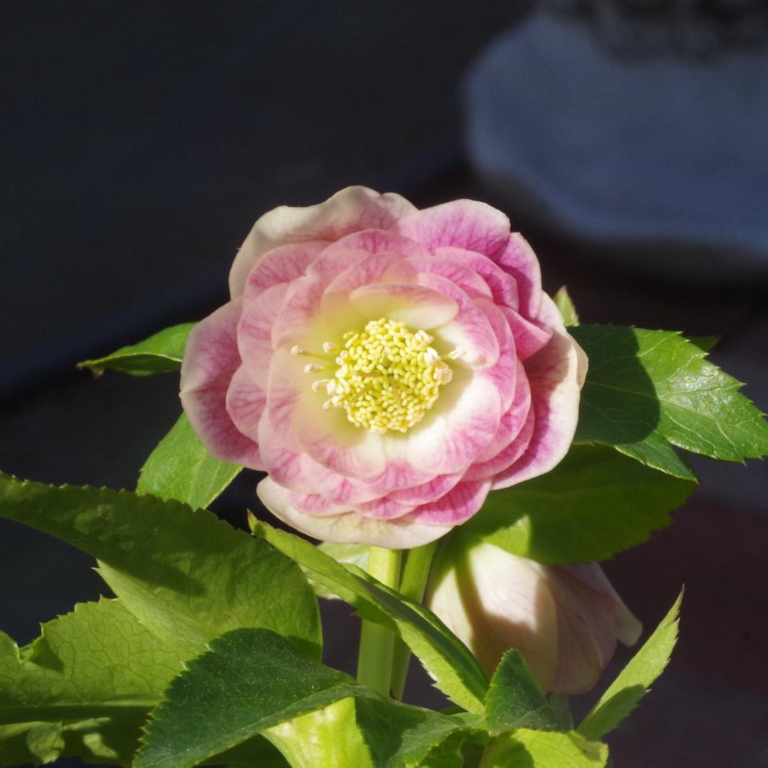 158 ddピンクベインリバーシブル クリスマスローズ開花 加藤農園