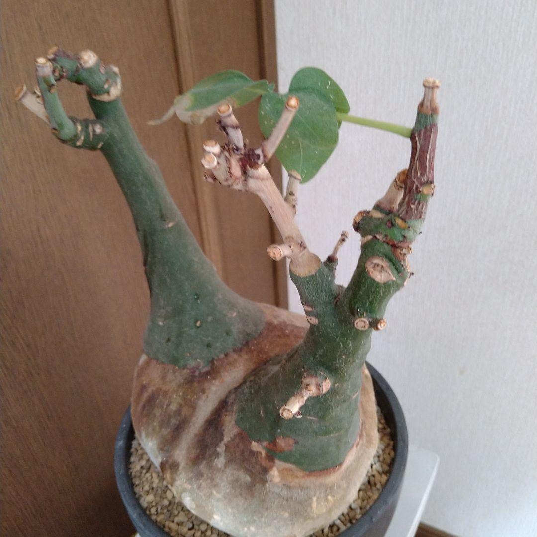 巨大ダブルヘッド アデニア グラウカ ねこちゃん型 - メルカリ